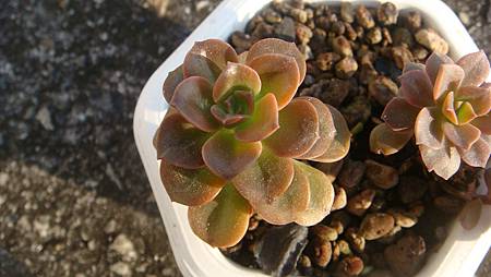 1231 (4).JPG 1231 (4).JPG