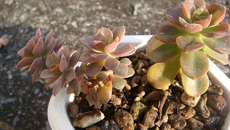 1231 (6).JPG 1231 (6).JPG