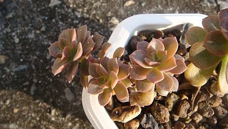 1231 (7).JPG 1231 (7).JPG