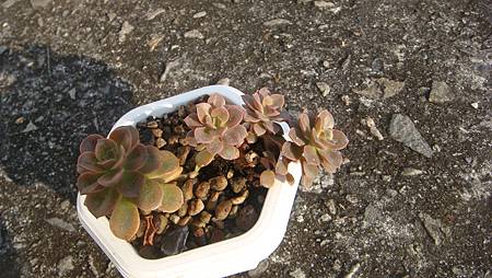 1231 (8).JPG 1231 (8).JPG