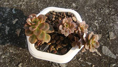 1231 (9).JPG 1231 (9).JPG