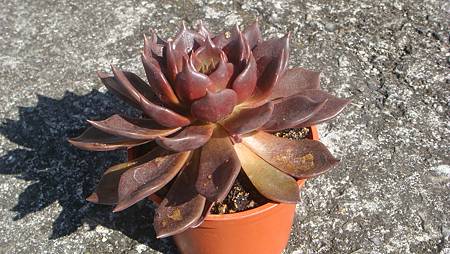 1218 (7).JPG 1218 (7).JPG