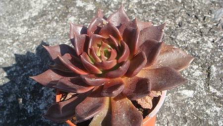 1218 (8).JPG 1218 (8).JPG