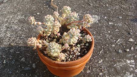 1231 (1).JPG 1231 (1).JPG