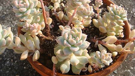 1231 (4).JPG 1231 (4).JPG