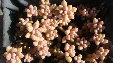 DSC02233.JPG DSC02233.JPG