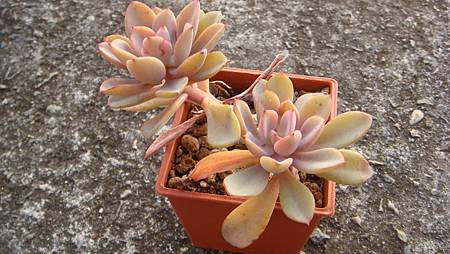 DSC01746.JPG DSC01746.JPG