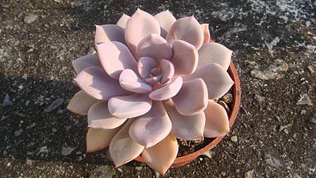 1231 (4).JPG 1231 (4).JPG