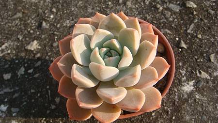 1231 (4).JPG 1231 (4).JPG