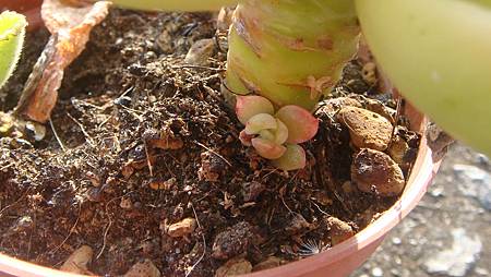 1231 (2).JPG 1231 (2).JPG