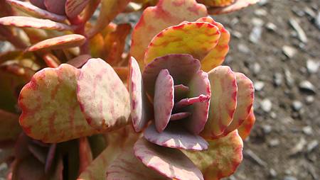 1104 (3).JPG 1104 (3).JPG