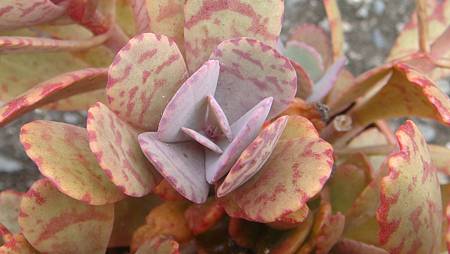 1104 (6).JPG 1104 (6).JPG