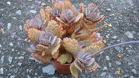 1120 (3).JPG 1120 (3).JPG