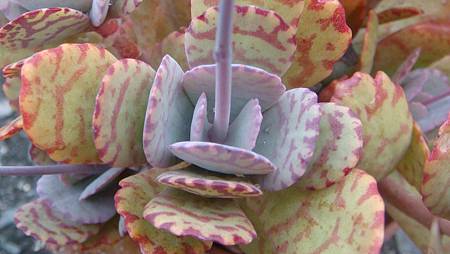 1120 (4).JPG 1120 (4).JPG