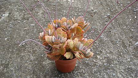 1128 (1).JPG 1128 (1).JPG