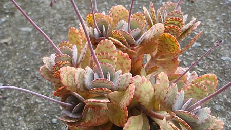 1128 (2).JPG 1128 (2).JPG