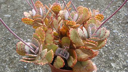 1128 (4).JPG 1128 (4).JPG