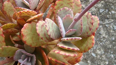 1128 (6).JPG 1128 (6).JPG