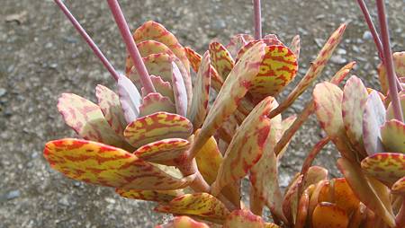 1128 (8).JPG 1128 (8).JPG