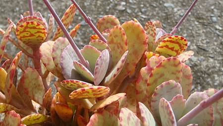 1128 (9).JPG 1128 (9).JPG