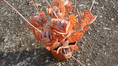 1231 (2).JPG 1231 (2).JPG