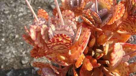 1231 (4).JPG 1231 (4).JPG