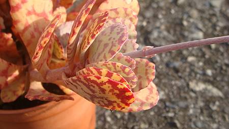 1231 (6).JPG 1231 (6).JPG