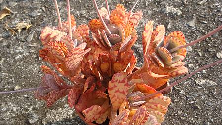 1231 (8).JPG 1231 (8).JPG