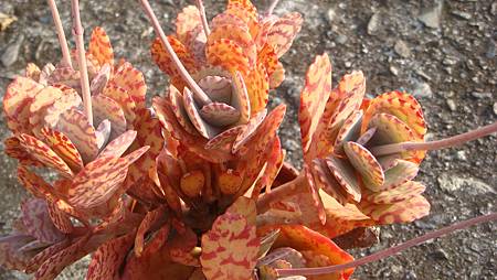 1231 (9).JPG 1231 (9).JPG