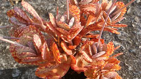 1231 (10).JPG 1231 (10).JPG