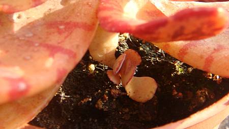 1231 (11).JPG 1231 (11).JPG