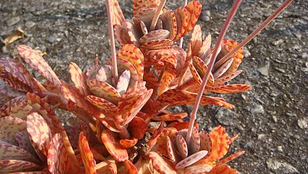 1231 (12).JPG 1231 (12).JPG