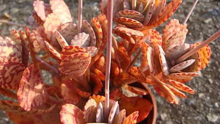 1231 (13).JPG 1231 (13).JPG