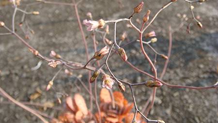 1231 (14).JPG 1231 (14).JPG