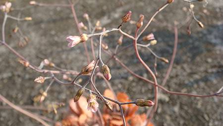 1231 (15).JPG 1231 (15).JPG