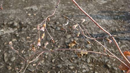 1231 (16).JPG 1231 (16).JPG