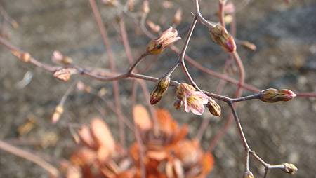 1231 (17).JPG 1231 (17).JPG