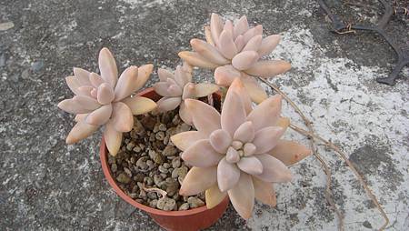 0209 (1).JPG 0209 (1).JPG