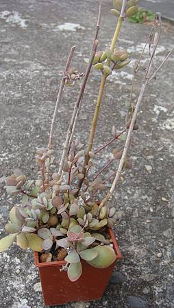 0209 (8).JPG 0209 (8).JPG