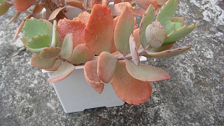 0209 (11).JPG 0209 (11).JPG