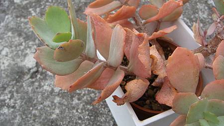 0209 (12).JPG 0209 (12).JPG