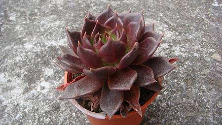 0209 (15).JPG 0209 (15).JPG