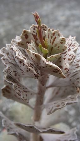 0209 (28).JPG 0209 (28).JPG