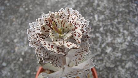 0209 (29).JPG 0209 (29).JPG