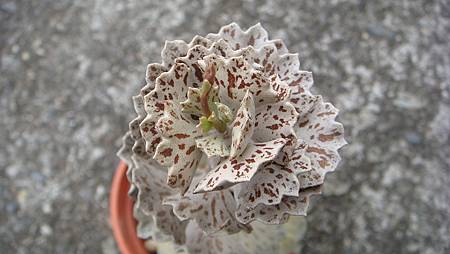 0209 (30).JPG 0209 (30).JPG