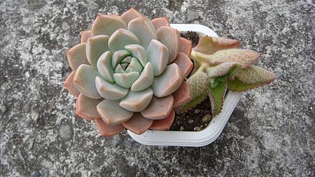 0209 (31).JPG 0209 (31).JPG