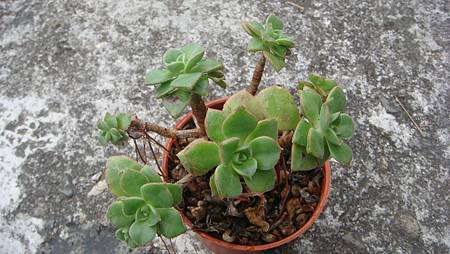 0209 (39).JPG 0209 (39).JPG