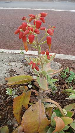 DSC01765.JPG