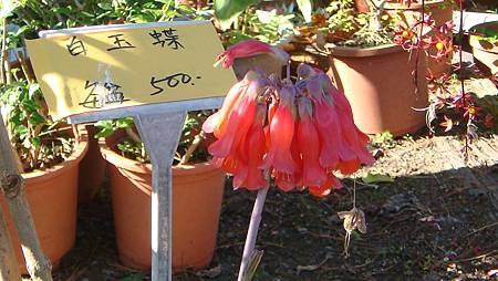 DSC02653.JPG DSC02653.JPG