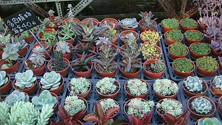 DSC02658.JPG DSC02658.JPG